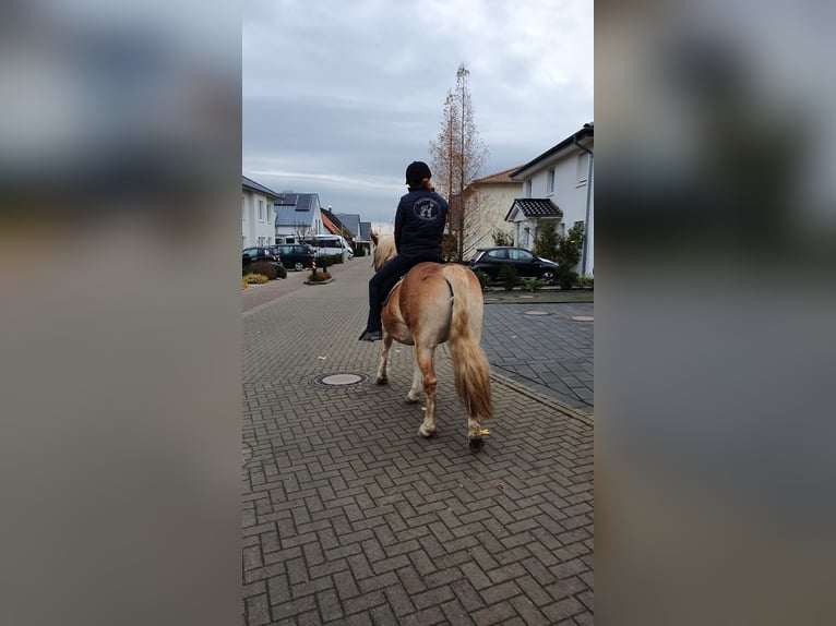 Mobiler Beritt & Korrekturberitt