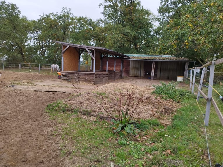 Offenstall in Berkhof hat einen Platz frei 