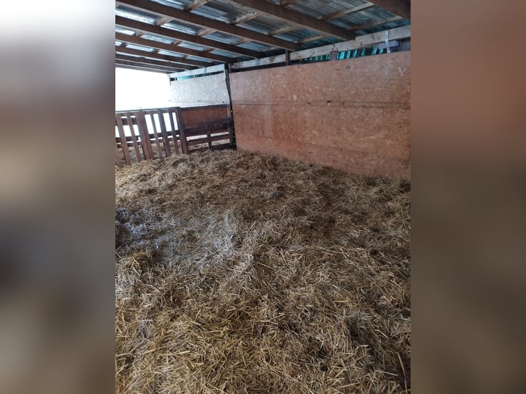 Offenstall in Berkhof hat einen Platz frei 