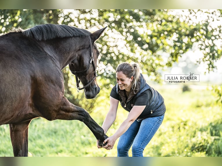 Osteopathie / Physiotherapie für Pferde