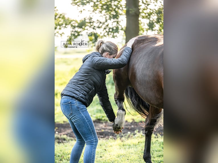Osteopathie / Physiotherapie für Pferde