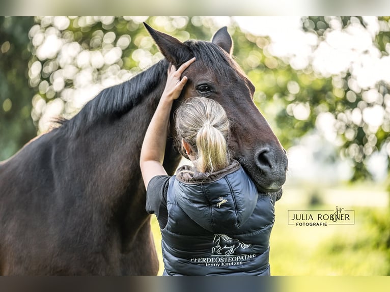 Osteopathie / Physiotherapie für Pferde