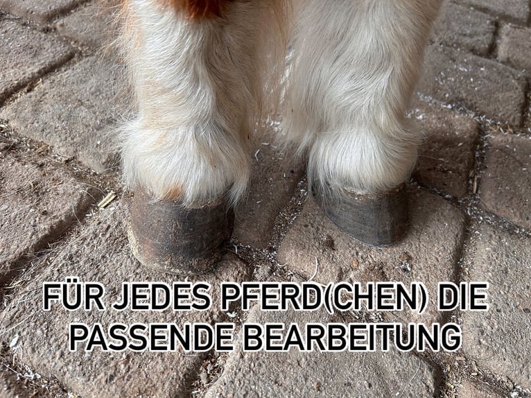 Osteopathie/Physiotherapie und Hufbearbeitung