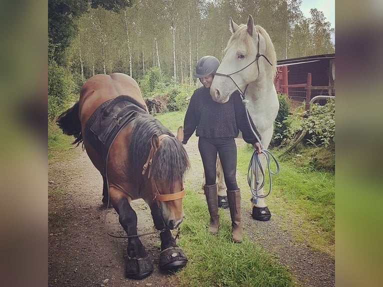 paar von Cavallo trek,regular, größe0-10, schwarz Farben: schwarz und grün und lila