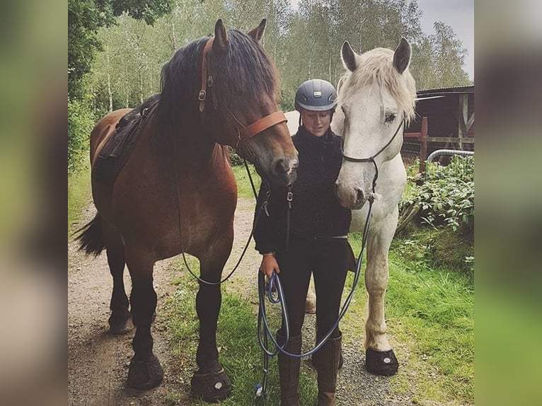 paar von Cavallo trek,regular, größe0-10, schwarz Farben: schwarz und grün und lila