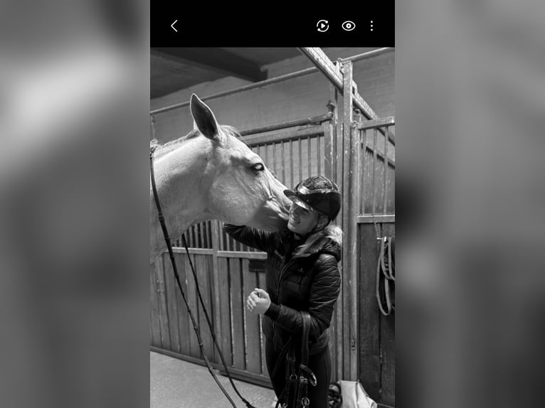 Pferd zur Verfügung 