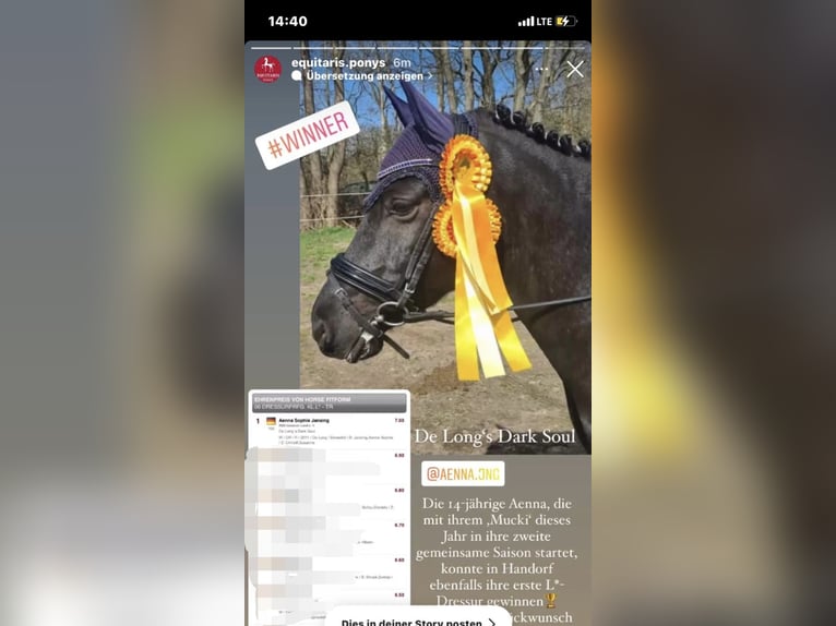 Pferd zur Verfügung 