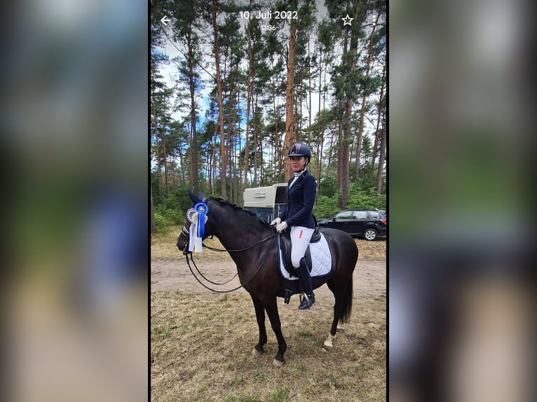 Pferd zur Verfügung 