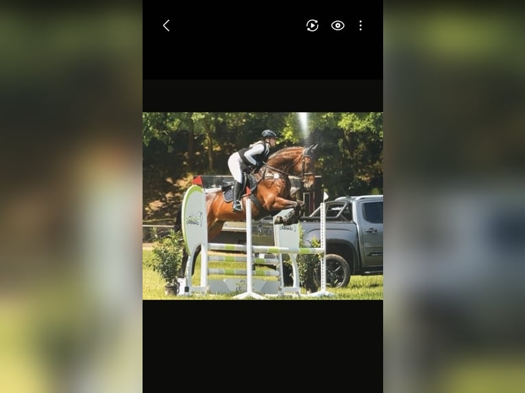 Pferd zur Verfügung 