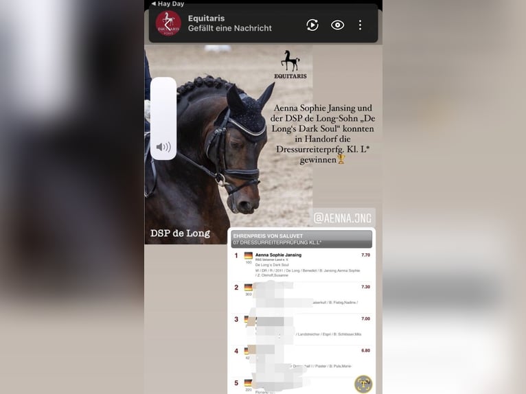 Pferd zur Verfügung 