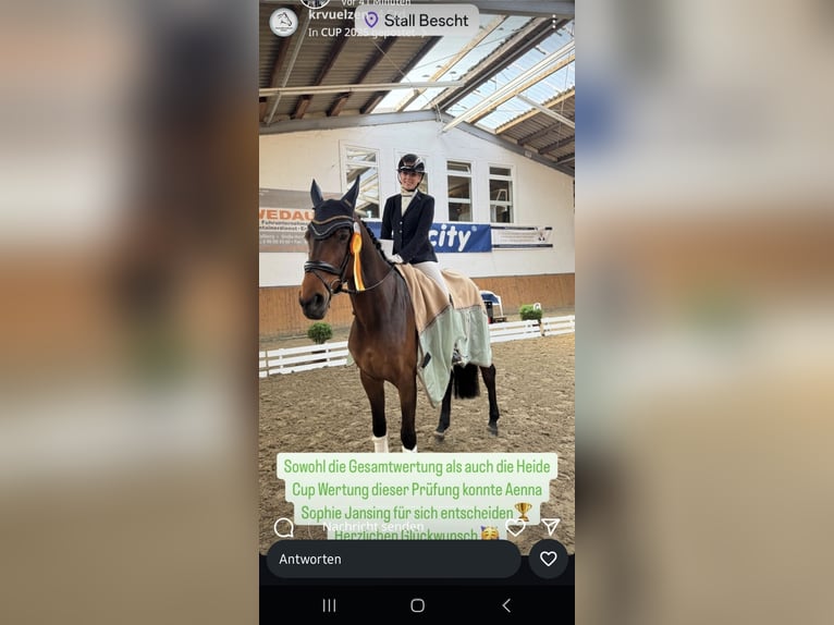 Pferd zur Verfügung 