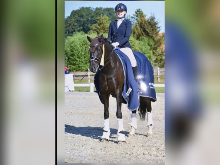 Pferd zur Verfügung 