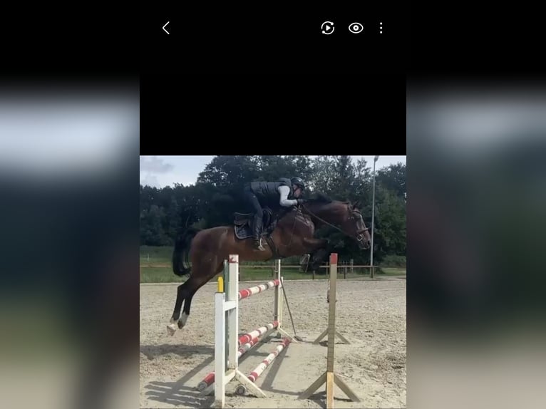 Pferd zur Verfügung 