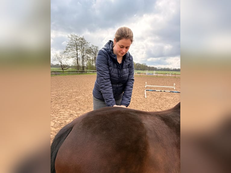 Pferdeosteopathie | Physiotherapie für Pferde