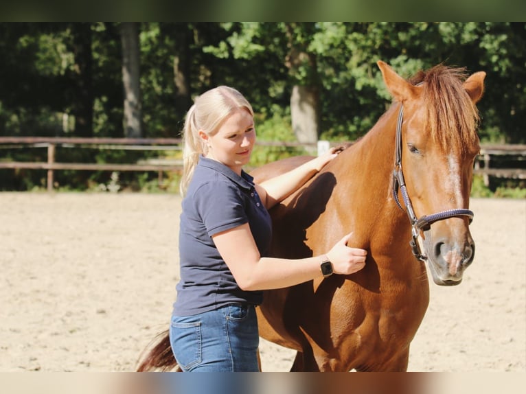 Pferdephysiotherapie / Pferdeosteopathie / Blutegeltherapie /Magnetfeldtherapie 