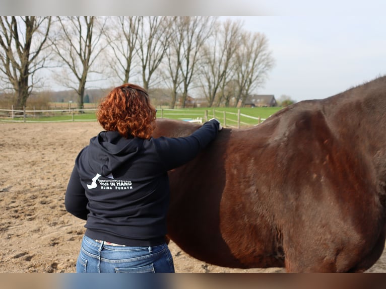 Pferdephysiotherapie | Physiotherapeutin für Pferde | Tönisvorst