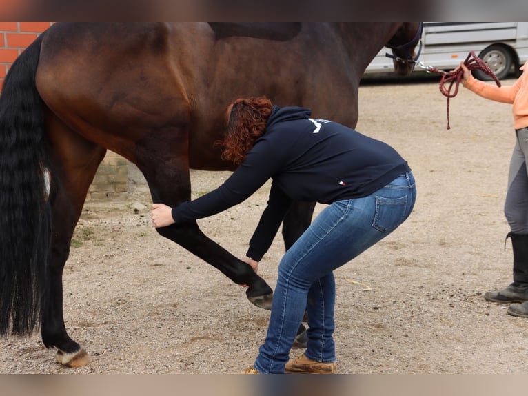 Pferdephysiotherapie | Physiotherapeutin für Pferde | Tönisvorst