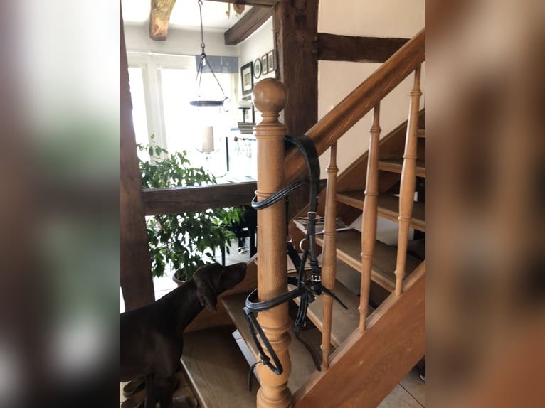 Pferdezubehör - wegen Aufgabe des Reitsports