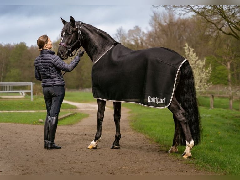 Quittpad® >>>  druckentlastende und klimatisierende Sattelunterlagen, Sattelgurte und Pferdedecken
