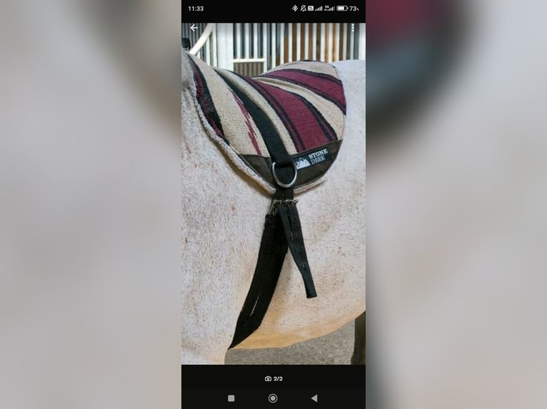 Reitpad