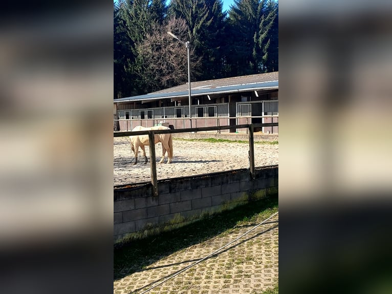 Rentnerplätze für Pferde