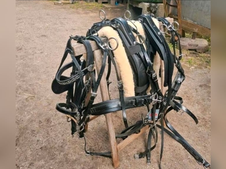 Shetty zweispännergeschirr Zilco/Ideal Equestrian 