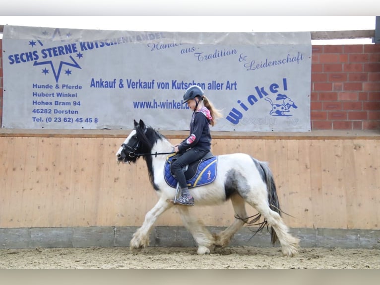 Suche absolute Schönheiten Ponys und Kleinpferde