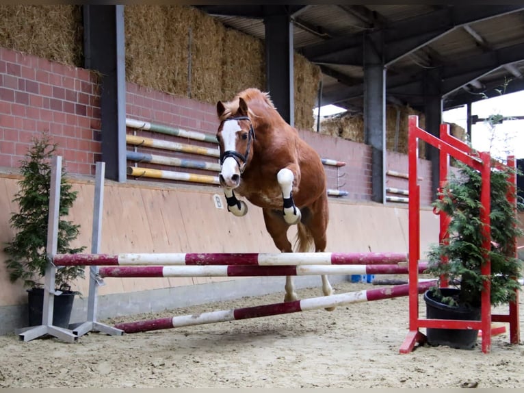 Suche absolute Schönheiten Ponys und Kleinpferde