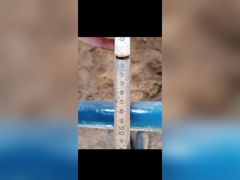 Sulky stabile ältere Ausführung