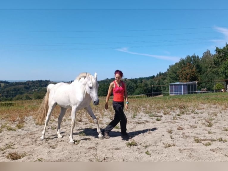 Tensegrales Training - Bewegungstraining - Gymnastizierung