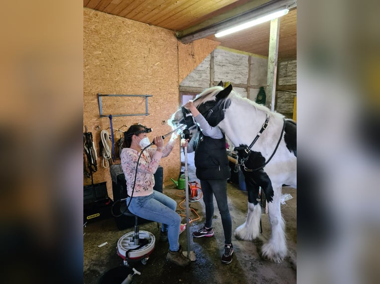 Tierarztpraxis für Pferdezahnbehandlung im Rems-Murr-Kreis, Raum Ludwigsburg, Stuttgart & Esslingen