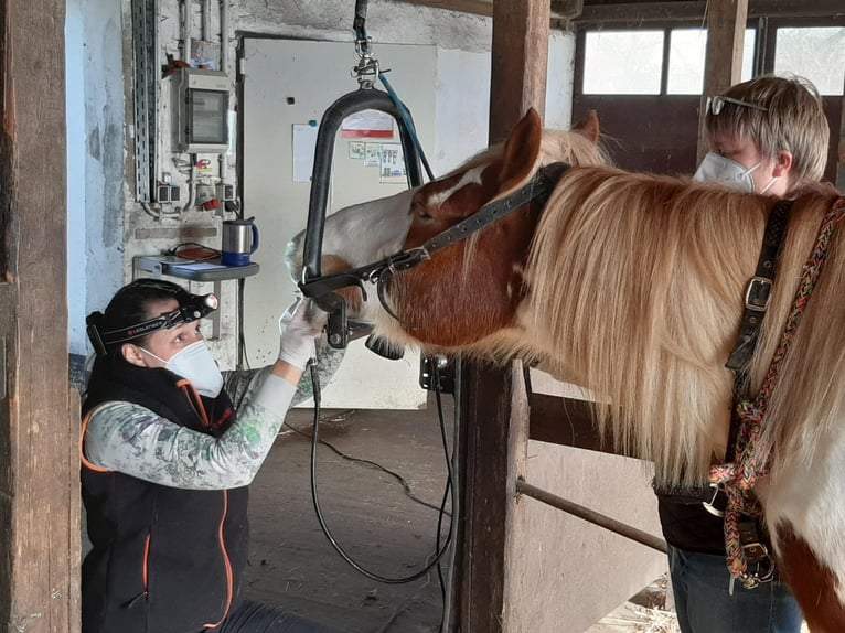 Tierarztpraxis für Pferdezahnbehandlung im Rems-Murr-Kreis, Raum Ludwigsburg, Stuttgart & Esslingen
