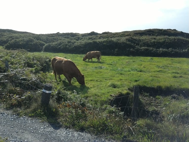 Weiden in Irland  für Pferdehaltung - zuzüglich Haus zu vermieten