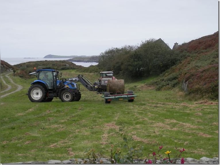 Weiden in Irland  für Pferdehaltung - zuzüglich Haus zu vermieten