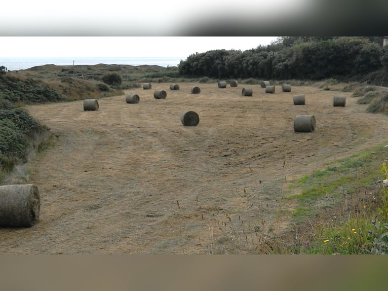 Weiden in Irland  für Pferdehaltung - zuzüglich Haus zu vermieten