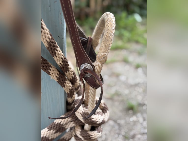 Bosal für Kleinpferde