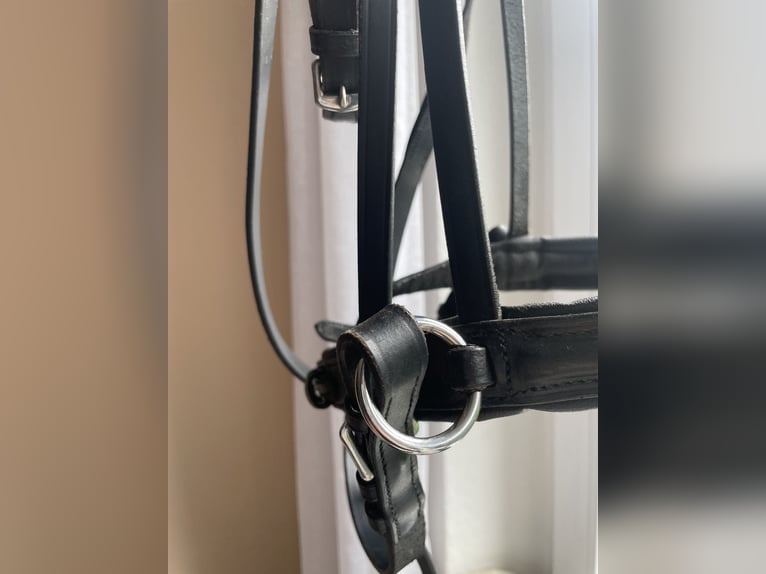 Gebisslosetrense mit Zügel
