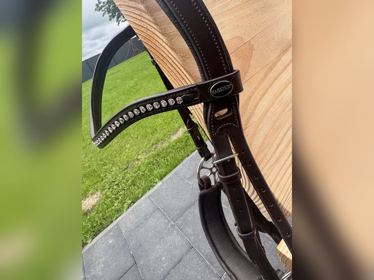 Passier Trense mit Glücksrad & Zügel – Havanna, NEU – Originalpreis 220 €
