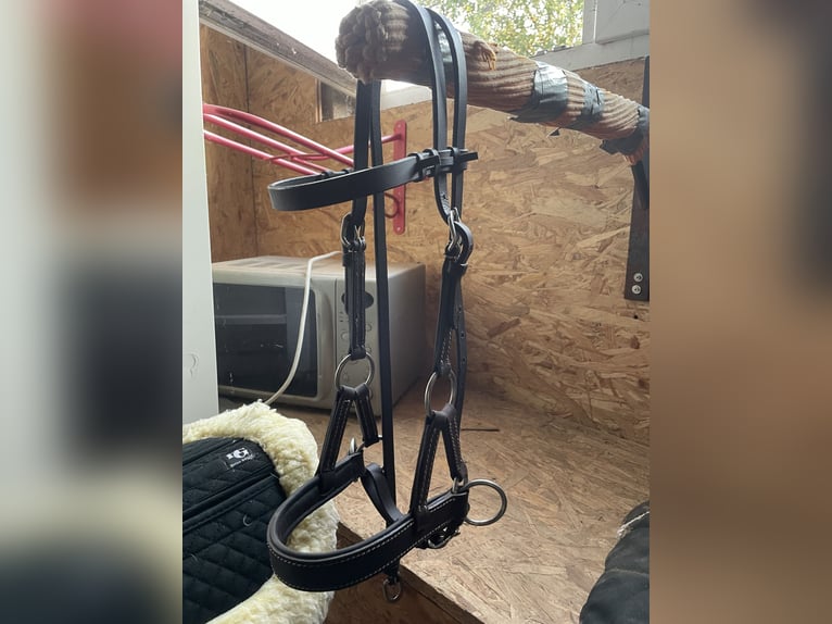Sidepull braun Pony