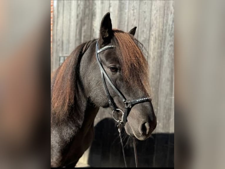 Fjölnir Trense Islandpferd schwarz | Strass | Isländer