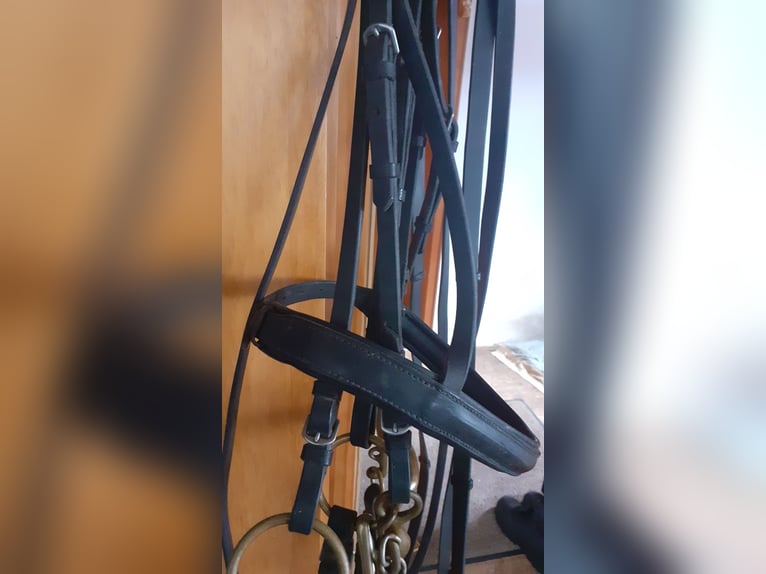 Dressurkandarenzaum WB inkl. Sprenger Aurigan Kandare+Unzerlegtrense + Zügel&Kinnkette