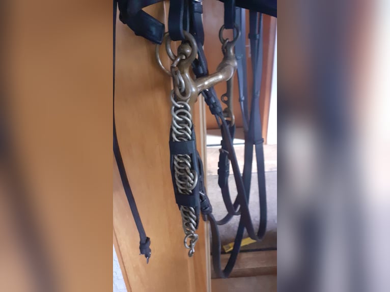 Dressurkandarenzaum WB inkl. Sprenger Aurigan Kandare+Unzerlegtrense + Zügel&Kinnkette