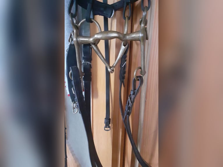 Dressurkandarenzaum WB inkl. Sprenger Aurigan Kandare+Unzerlegtrense + Zügel&Kinnkette