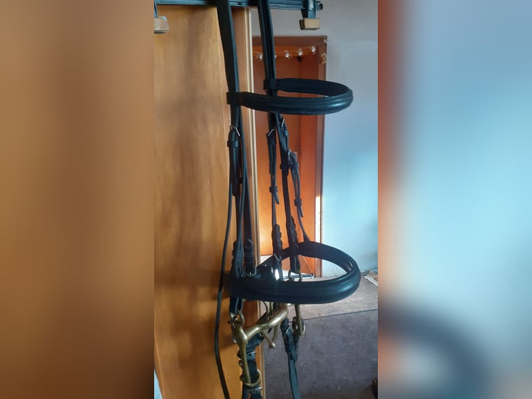 Dressurkandarenzaum WB inkl. Sprenger Aurigan Kandare+Unzerlegtrense + Zügel&Kinnkette