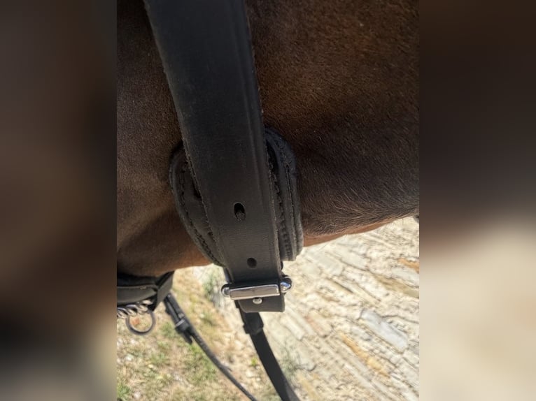 Gepflegte Passier Kandare mit Sprenger Gebissen Größe WB