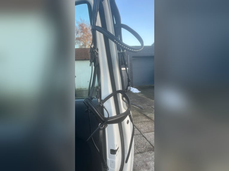 Kantrie Trense Vollblut 