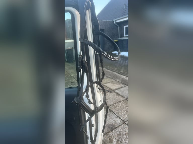 Kantrie Trense Vollblut 