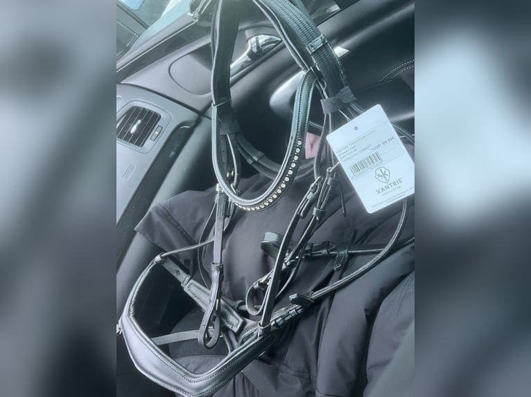 Kantrie Trense Vollblut 