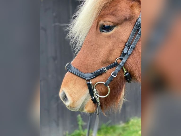 NEU: Exklusives Weihnachtsgeschenk! Equitec SET Luxuszaumzeug mit vielen Stirnriemen +Stübben Zügel