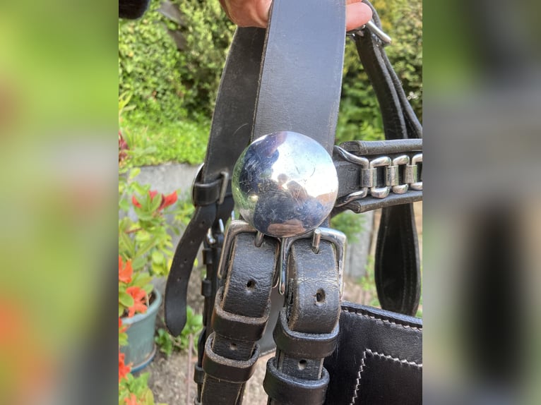 Schöner schwarzer Fahrzaum, Leder, Gr. Cob